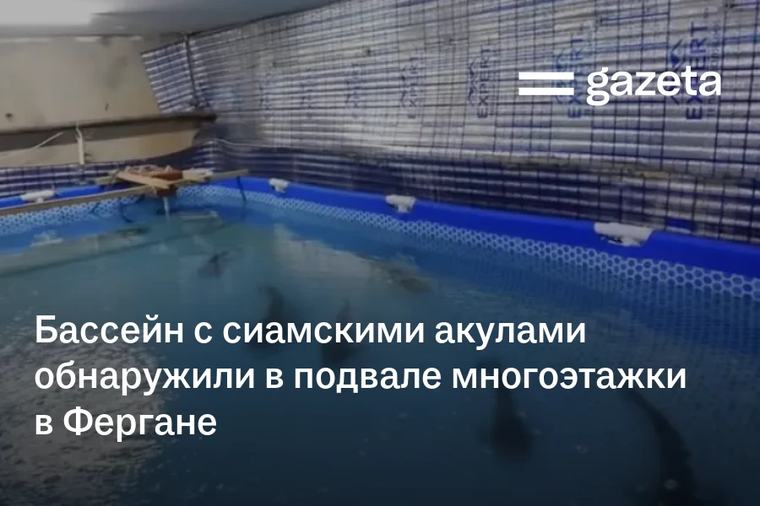 Бассейн с сиамскими акулами обнаружили в подвале многоэтажки в Фергане